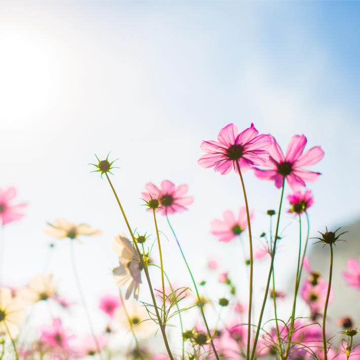 Cómo as alergias de primavera afetam a saúde dos seus ouvidos